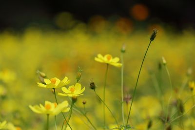 Close-up of yellow flowers on field