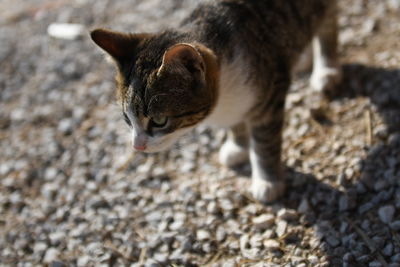 Close-up of a cat