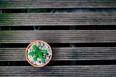 Close-up of potted plant