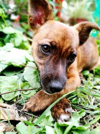 Close-up portrait of dog on field