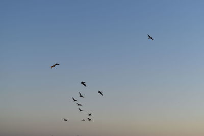 Low angle view of birds flying in the sky