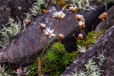 Close-up of flowers