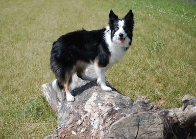 Portrait of dog on wooden log