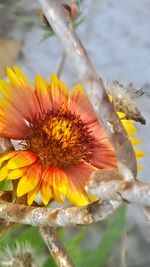 Close-up of yellow flower blooming outdoors