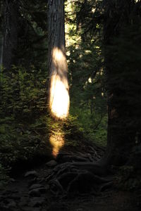Trees in forest