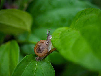 Close-up of snail on leaves