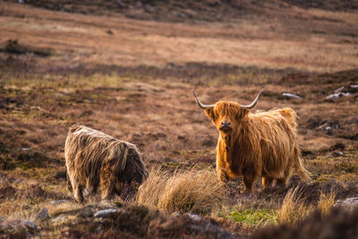 Sheep grazing on field