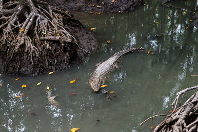 High angle view of crocodile in lake