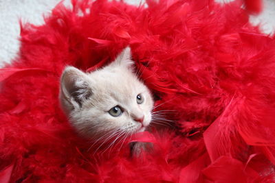 Close-up of british shorthair kitten with red feather boa on sofa