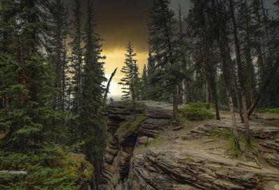 Trees in forest against sky