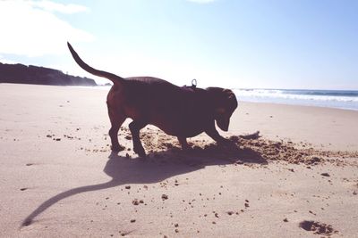 Dog standing on beach