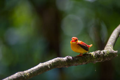 Close-up of bird perching on branch