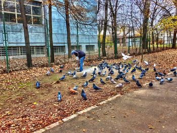 Birds on tree