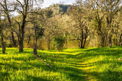 Trees growing in field