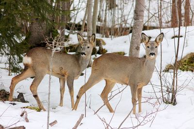 Deer in winter