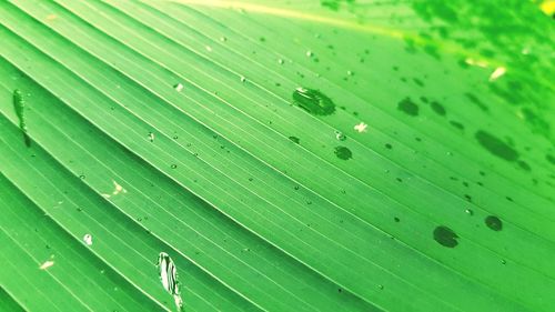Full frame shot of green leaf on plant