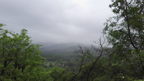 Scenic view of forest against cloudy sky