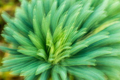 Close-up of flowers