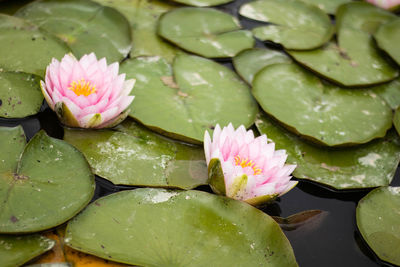 Close-up of lotus water lily in pond