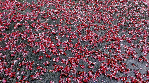 Full frame shot of red flowers