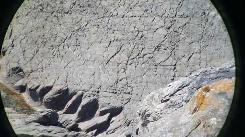 Close-up of rock on tree