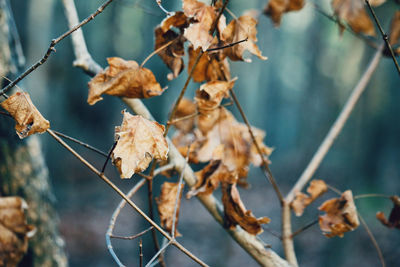 Close-up of dry leaves on plant