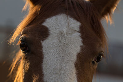 Close-up of horse