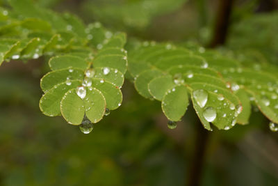 Close-up of raindrops on leaves