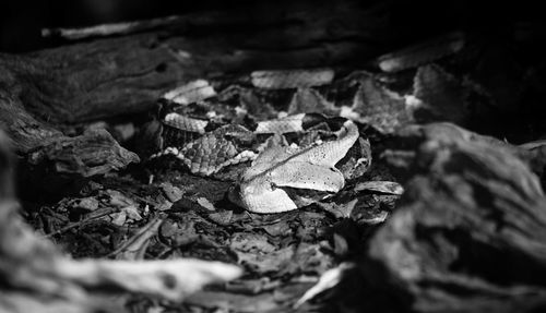 Close-up of snake in forest