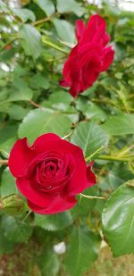 Close-up of red rose