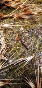 High angle view of insect on grass
