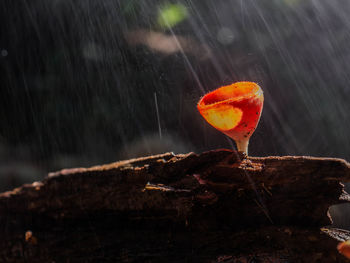 Close-up of wet orange leaf on wood