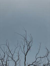 Low angle view of bare tree against clear sky