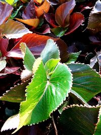 High angle view of fresh green leaves on plant