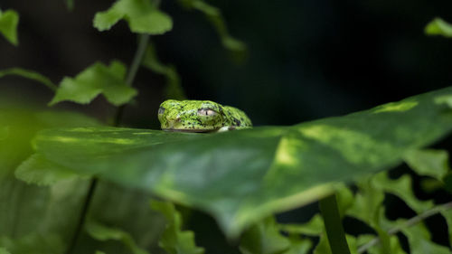 Close-up of frog on leaf