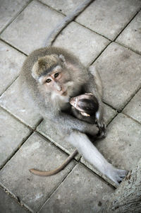 High angle portrait of monkey