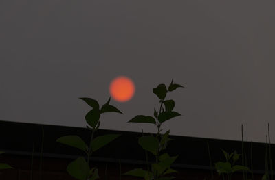 Low angle view of plant against sky at sunset