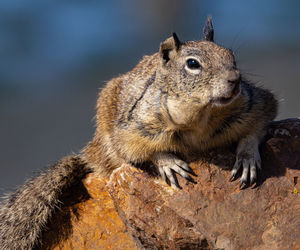 Ground squirrel on rock at beach posing