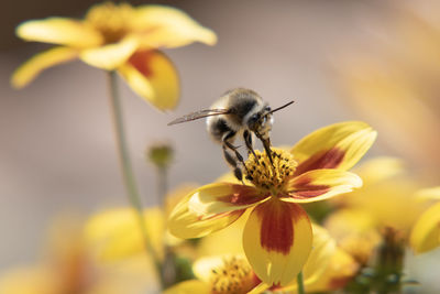 Close-up of bee pollinating on flower