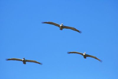 Low angle view of bird flying against clear blue sky