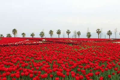 Red poppy flowers blooming on field against clear sky