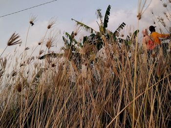 Close-up of wheat growing on field against sky