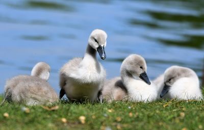 Swans in lake