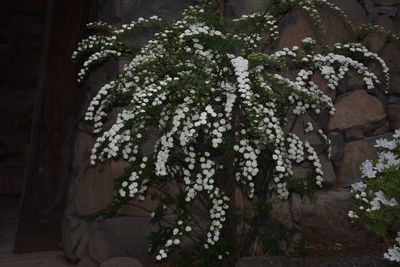 Close-up of flowers