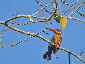 Low angle view of bird perching on tree against sky