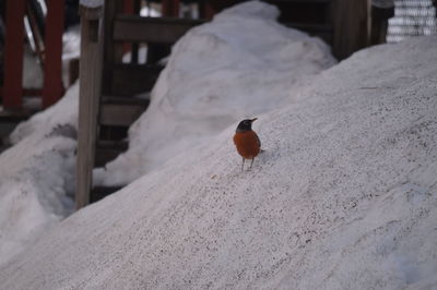 Bird on salt heap at factory