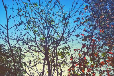 Low angle view of flowering tree against blue sky