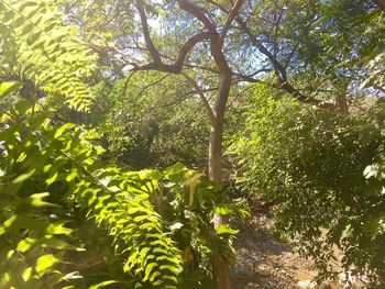 Low angle view of tree in forest