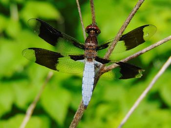 Close-up of damselfly on leaf