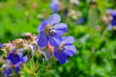 Close-up of purple flowering plant